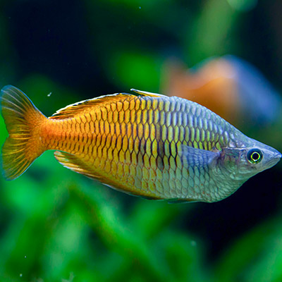 Regenbogenfische